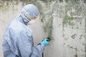 Best Environmental Consulting for Mold Prevention in Temple, PA